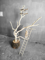 درختچه نریمان سایز بزرگ - Image 5