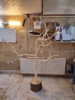 درختچه نریمان سایز بزرگ - Image 3