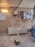 درختچه نریمان سایز بزرگ