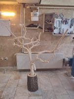 درختچه نریمان سایز بزرگ - Image 2