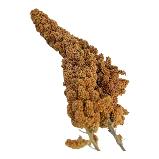 ارزن خوشه‌ای تازه و باکیفیت کشت ایران برای تغذیه پرندگان زینتی و خانگی – بسته ۵ عددی